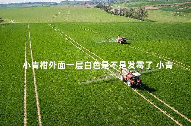 小青柑外面一层白色是不是发霉了 小青柑外面一层白色